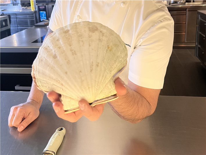 scallop shell for scale